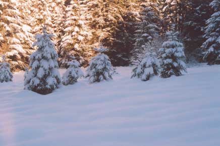 Sapins aux Bas-Rupt
