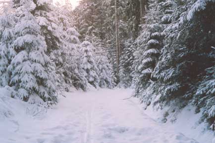 Sapins à la Pépinière des Xettes