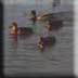 Canards sur le lac