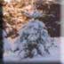 Sapins sous la neige